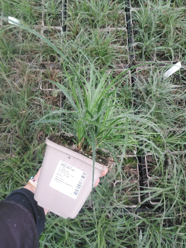 Witte veldbies - 2024