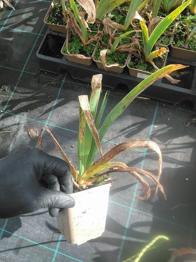 Iiris Au Sommet - 13. 10. 2025