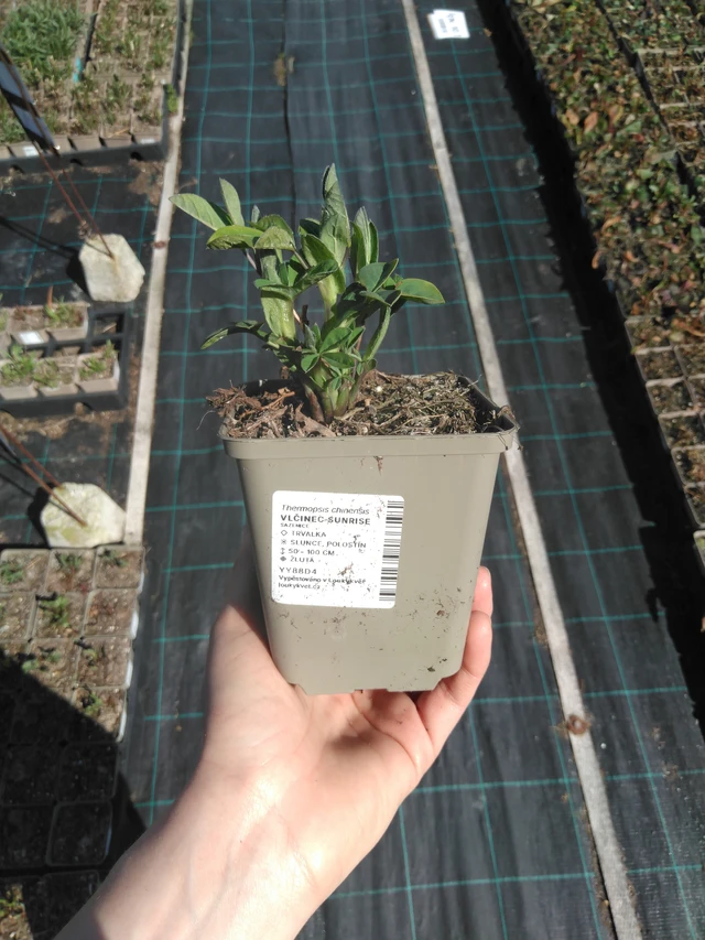 Lupine Sunrise - 3. 4. 2025