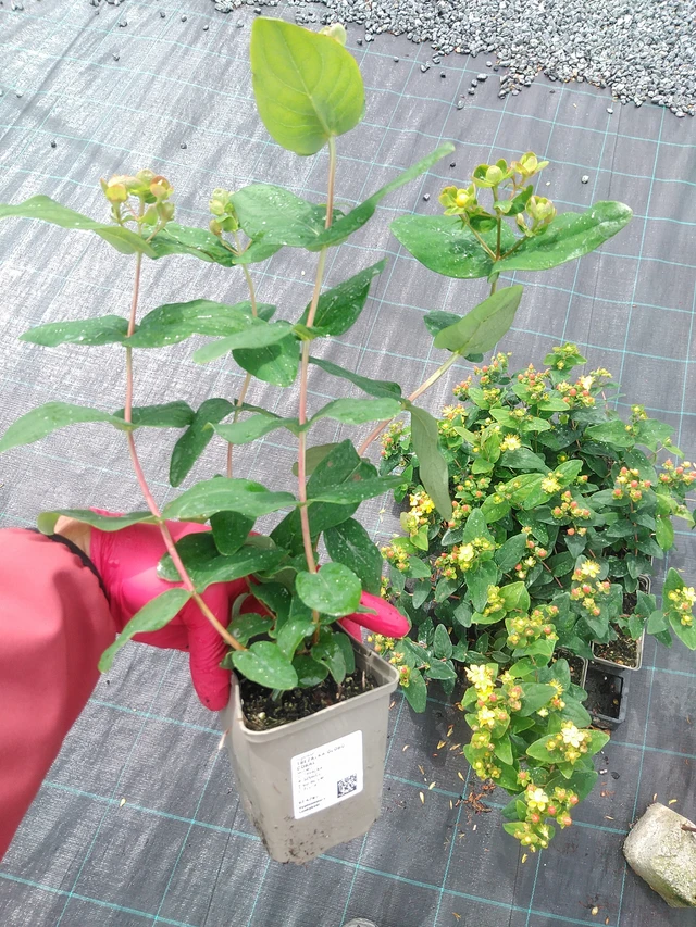 Hipérico Globo Coral - 29. 7. 2025