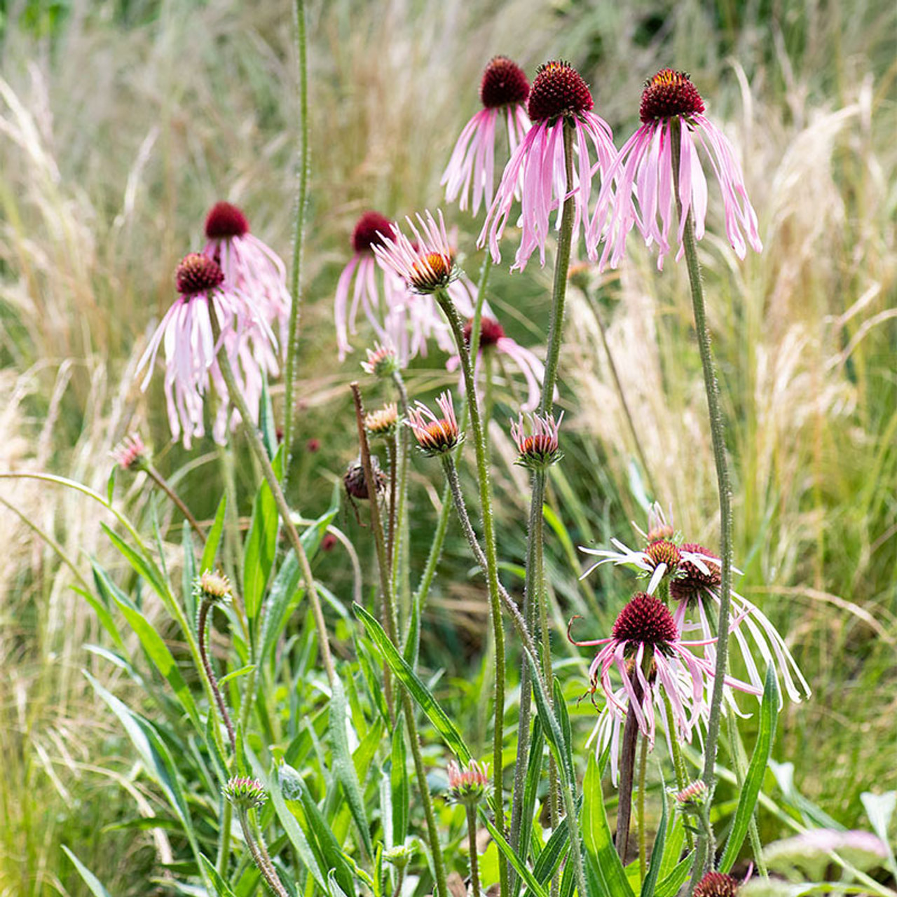 Echinacea pallida, Loukykvět