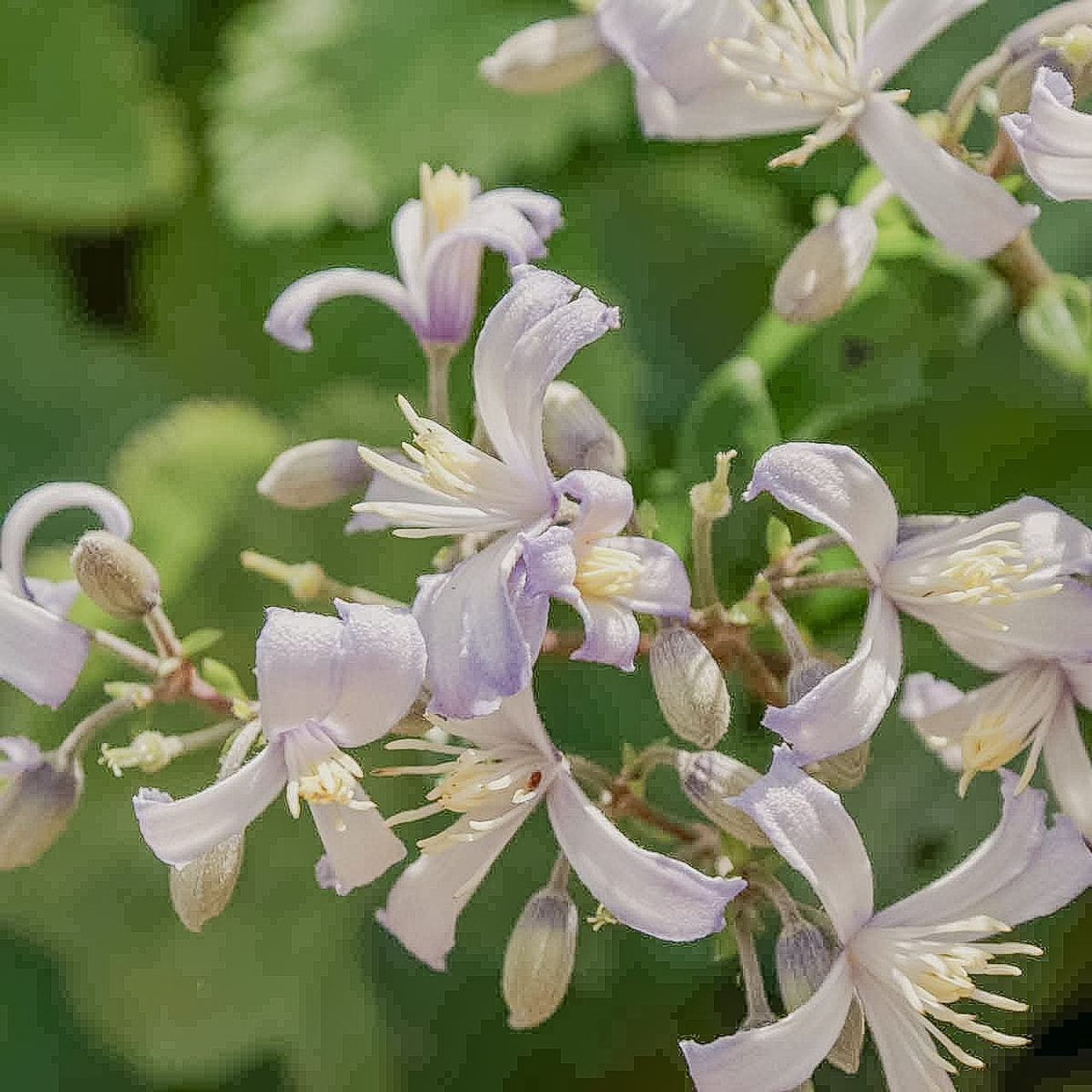 Clematis Praecox, Loukykvět