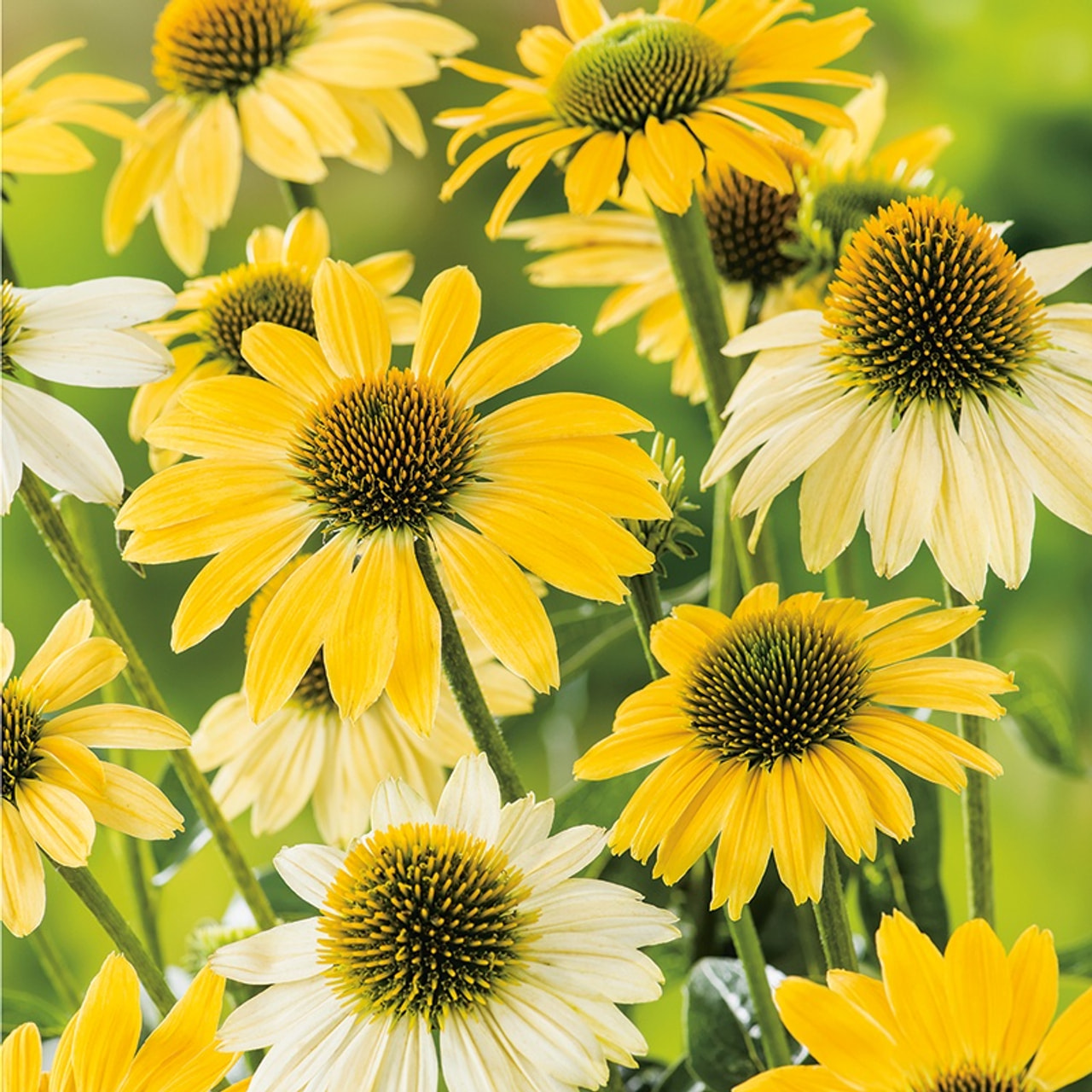 Echinacea Mellow Yellows, Loukykvět