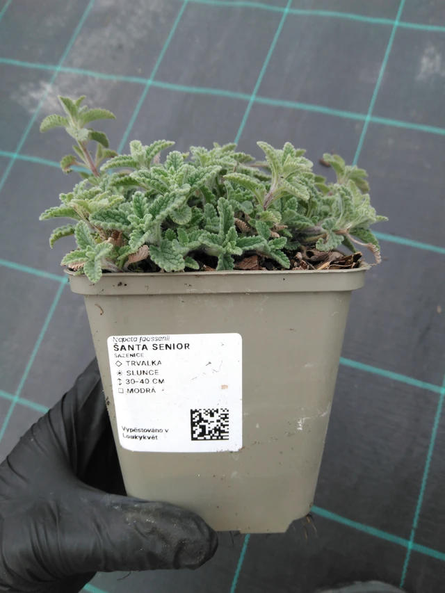 Šanta Senior - 1. 4. 2026