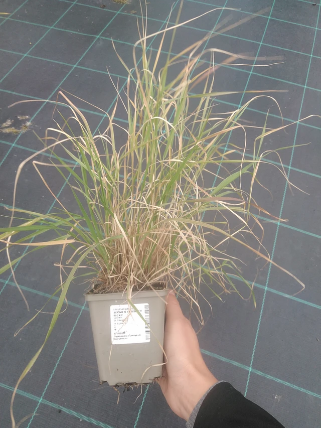 Jouhiheinä Ricky - 10. 10. 2025