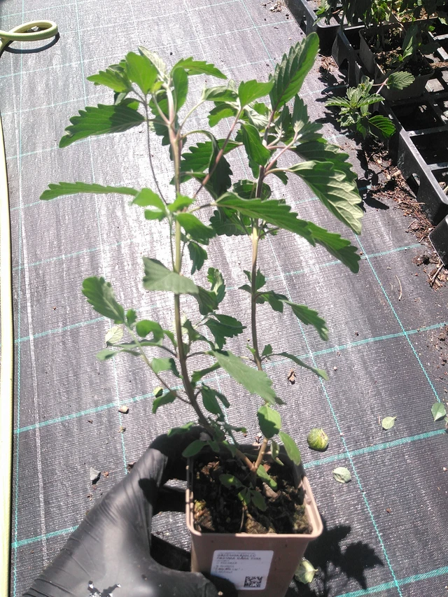 Ořechokřídlec Pagoda Dark Pink - 19. 8. 2025