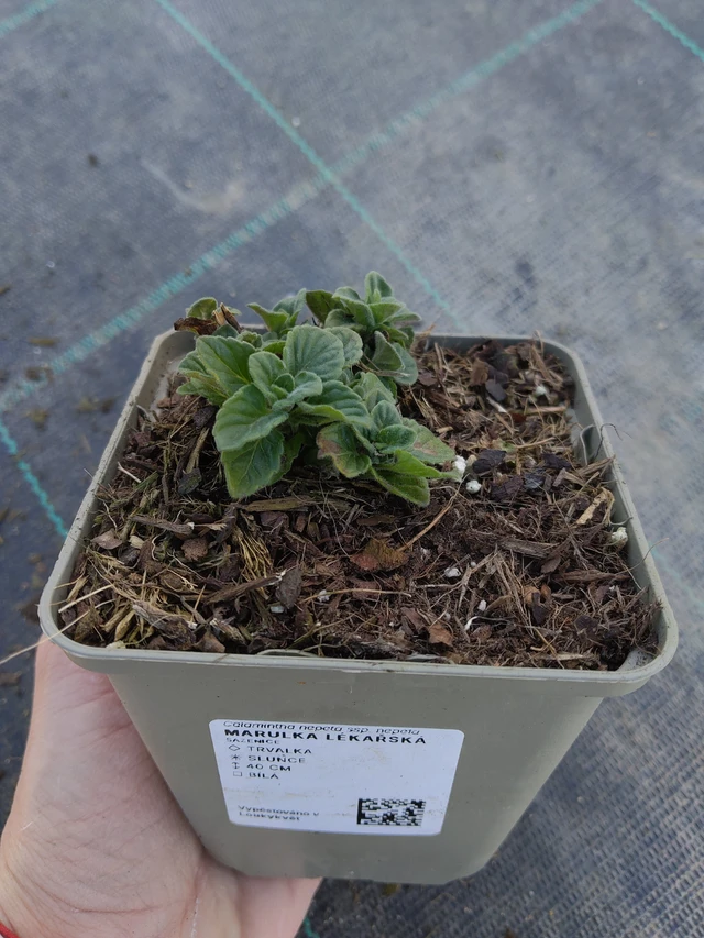 Marulka lékařská - 27. 3. 2026