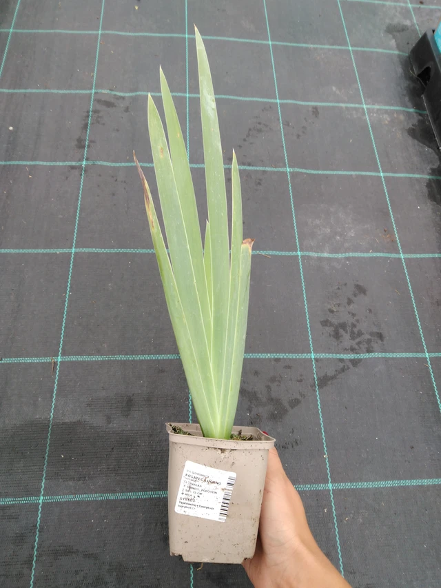 Iiris Lugano - 10. 9. 2025