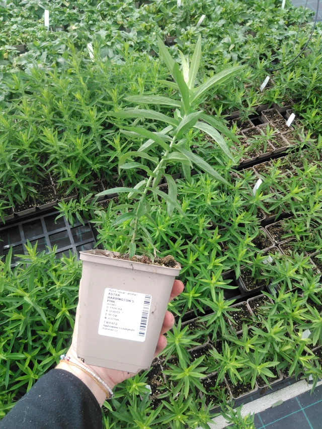 Astra Harrington’s Pink - 2024