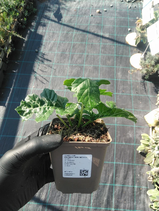 Bear's Breeches měkký - 1. 9. 2025