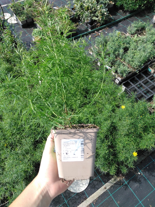 Tickseed Zagreb - 2024