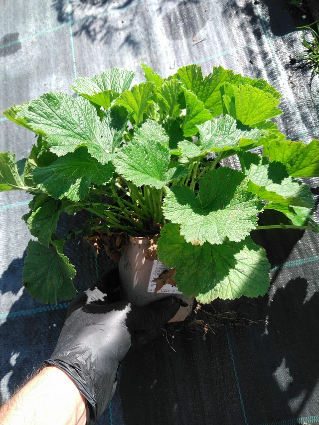 Kuklík Mai Tai - 19. 8. 2025