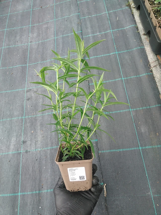 Penstemon Apple Blossom - 4. 8. 2025