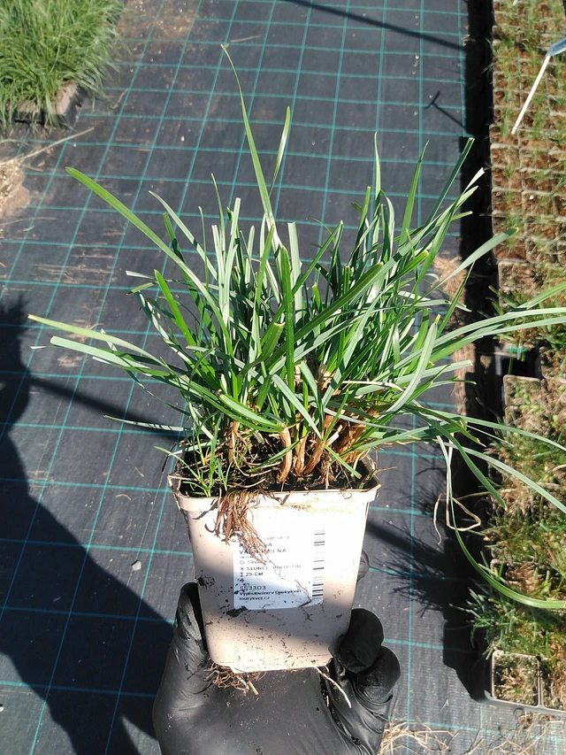 Pěchava vápnomilná - 19. 8. 2025