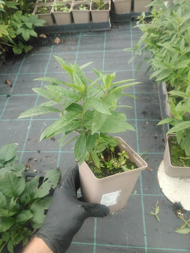 Rozrazilovec Album - 10. 9. 2025