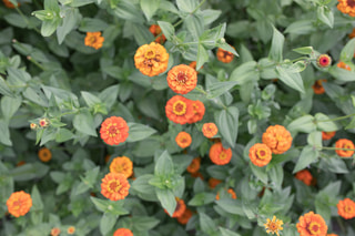 Cínie Lilliput Orange, Loukykvět