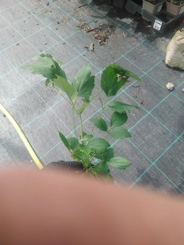 Clematis Mrs R. Brydon - 10. 9. 2025