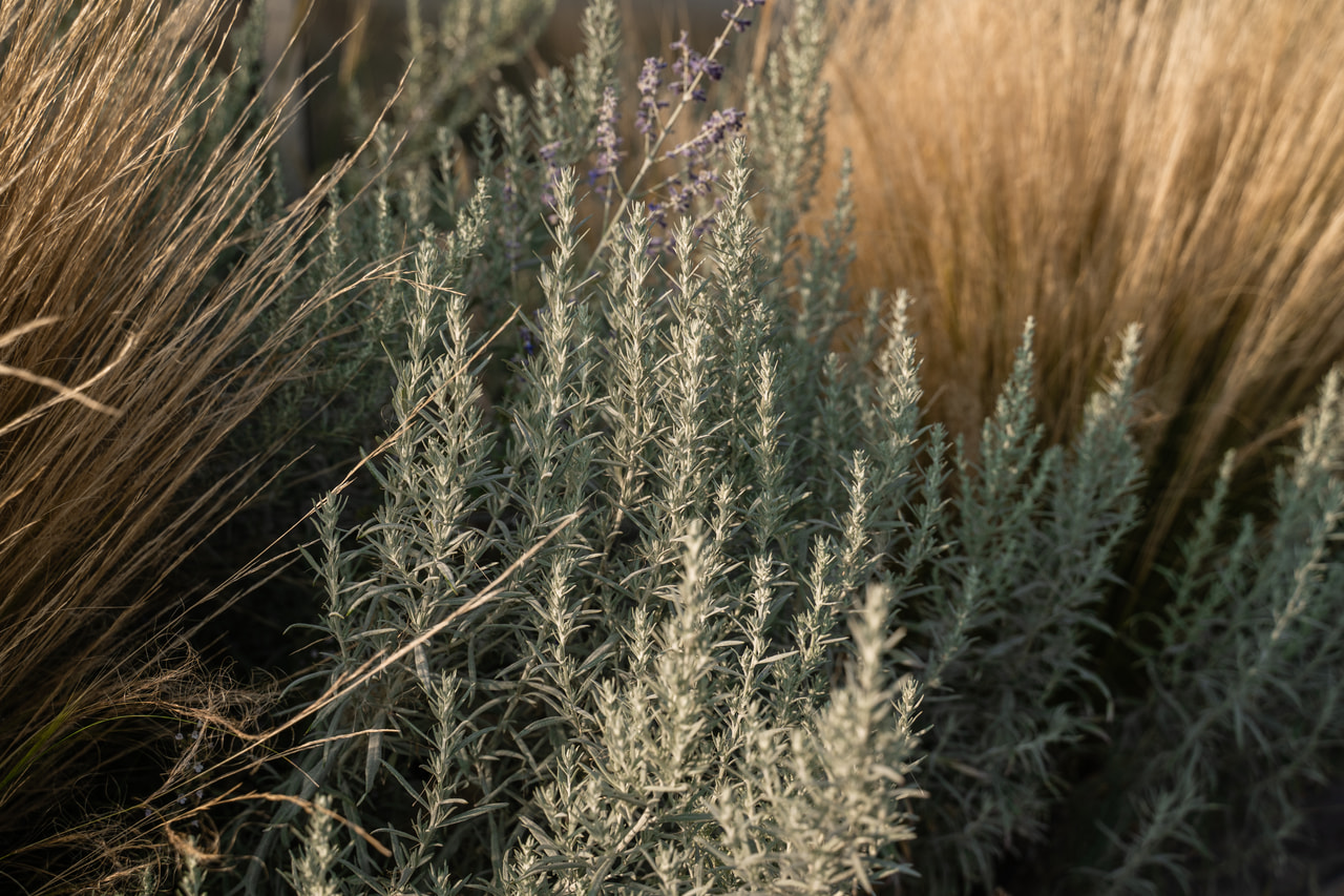Pelyněk Ludvíkův Silver Queen, Loukykvět