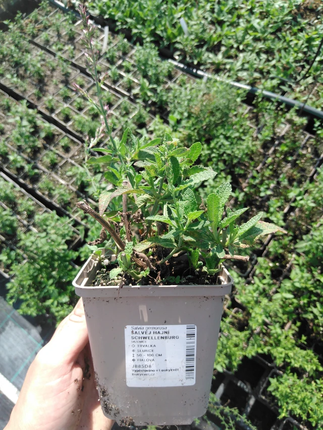 Šalvěj hajní Schwellenburg - 2024