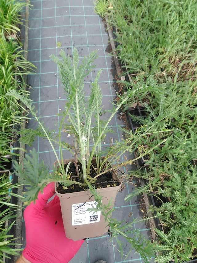 Řebříček Terracotta - 29. 7. 2025