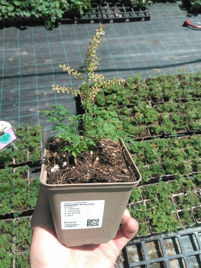 Udatna Opulenz - 24. 6. 2025