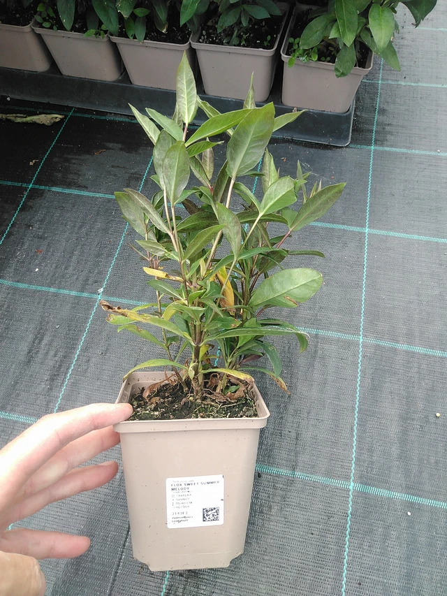 Flox Sweet Summer Melody - 24. 6. 2025