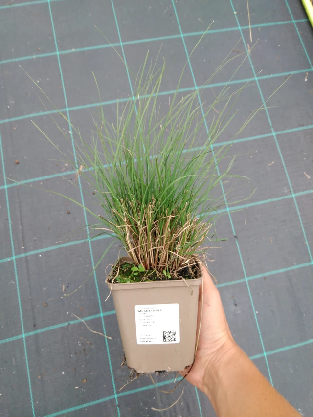 Moskytovka - 10. 9. 2025