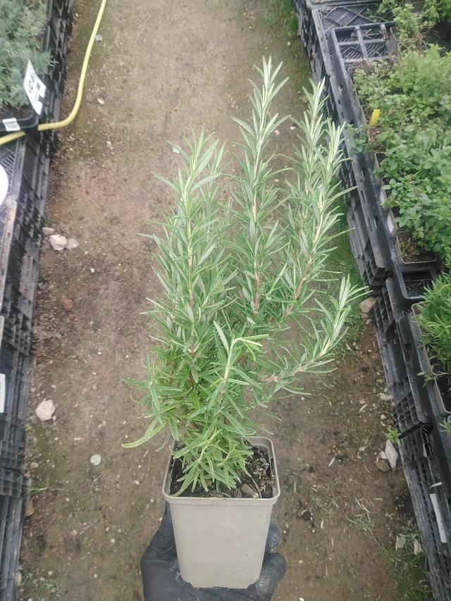 Rozmarýn Speedy - 10. 9. 2025