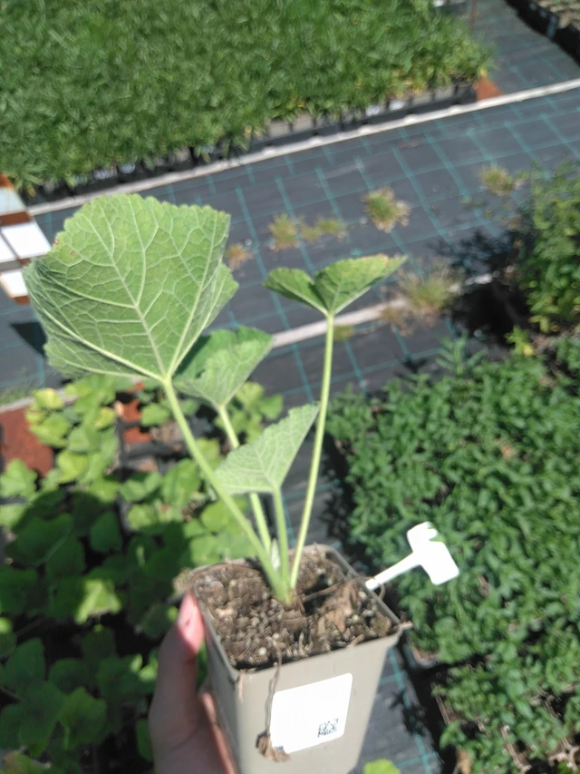 Malva Chaters Chamois - 24. 6. 2025