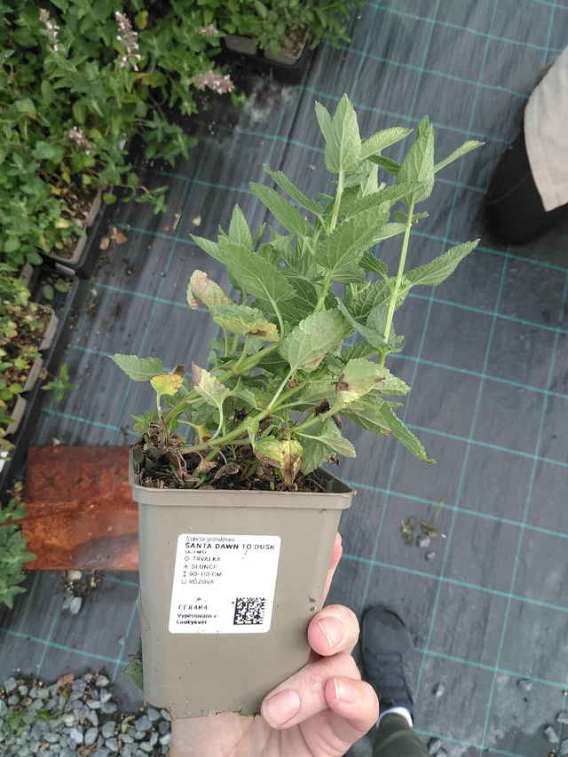 Šanta Dawn to Dusk - 11. 7. 2025