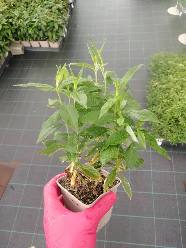 Flox White Clouds - 7. 7. 2025