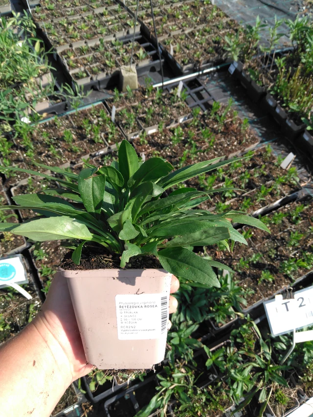 Řetězovka Rosea - 2024