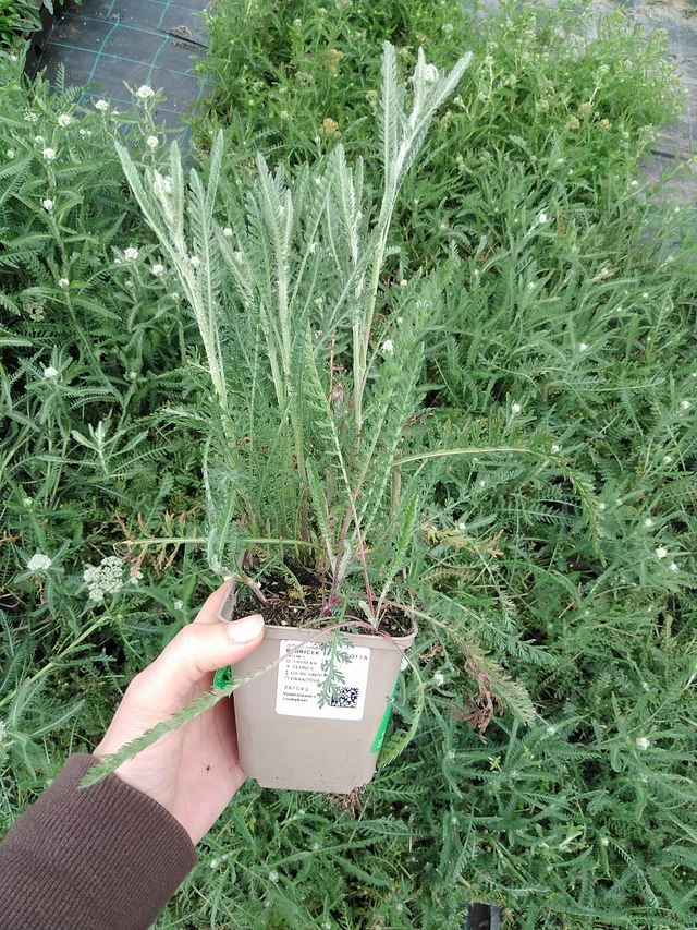 Řebříček Terracotta - 9. 6. 2025