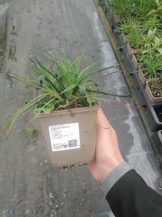 Verinilkkakukka - 10. 10. 2025