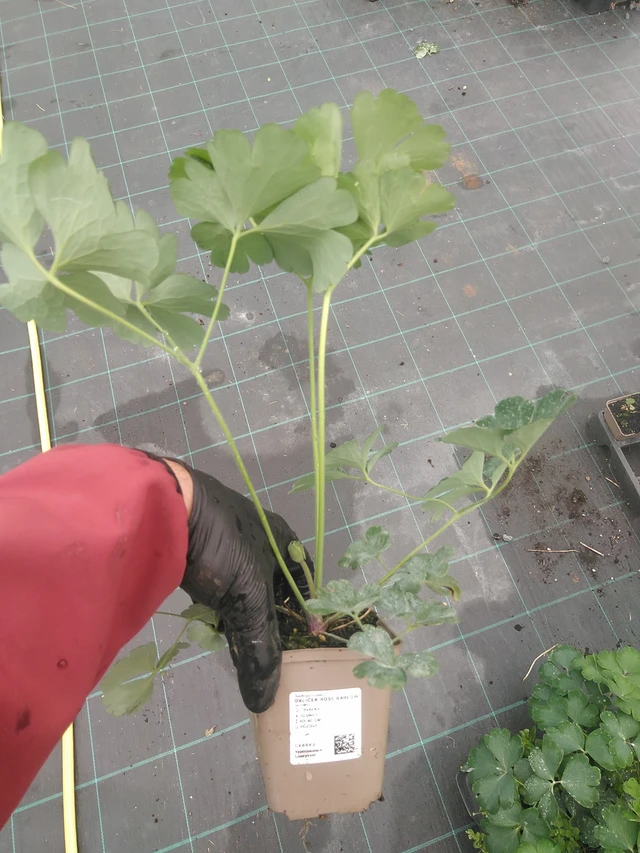 Columbine Rose Barlow - 4. 8. 2025