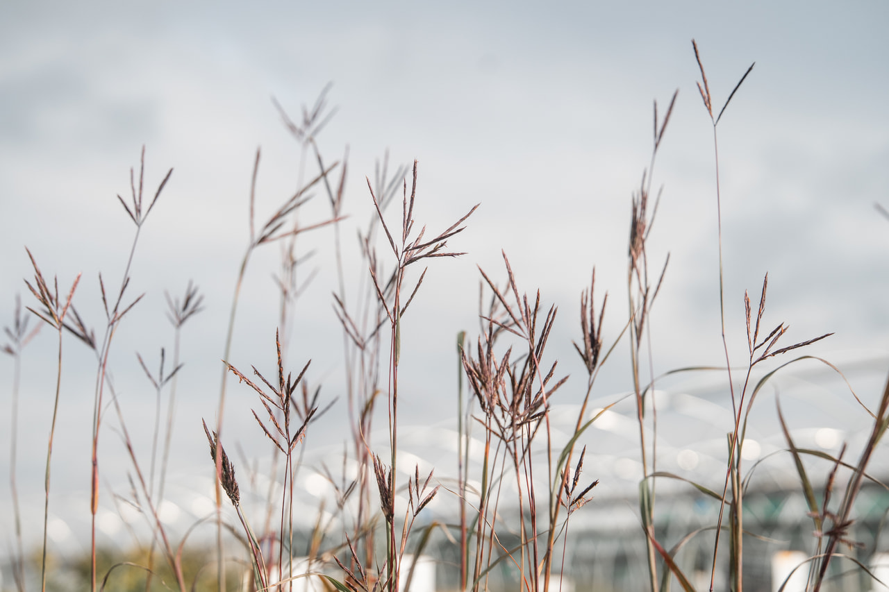 Baardgras JS Purple Konza, Loukykvět