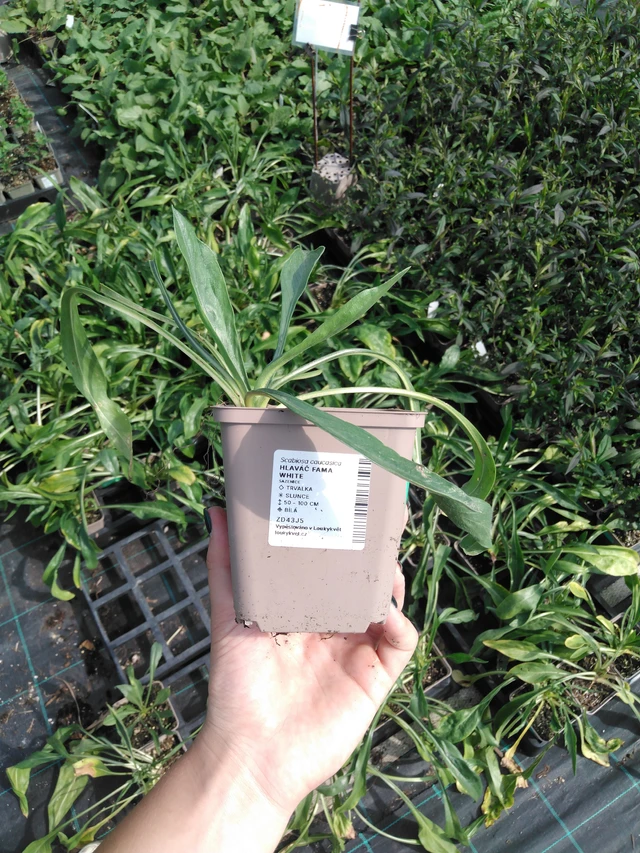 Hlaváč Fama White - 2024