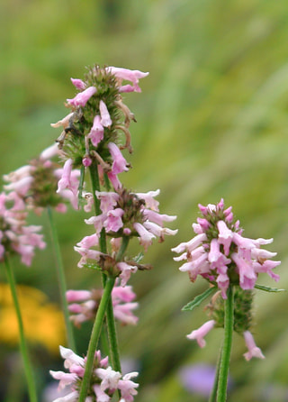 Bukvice Saharan Pink, Loukykvět