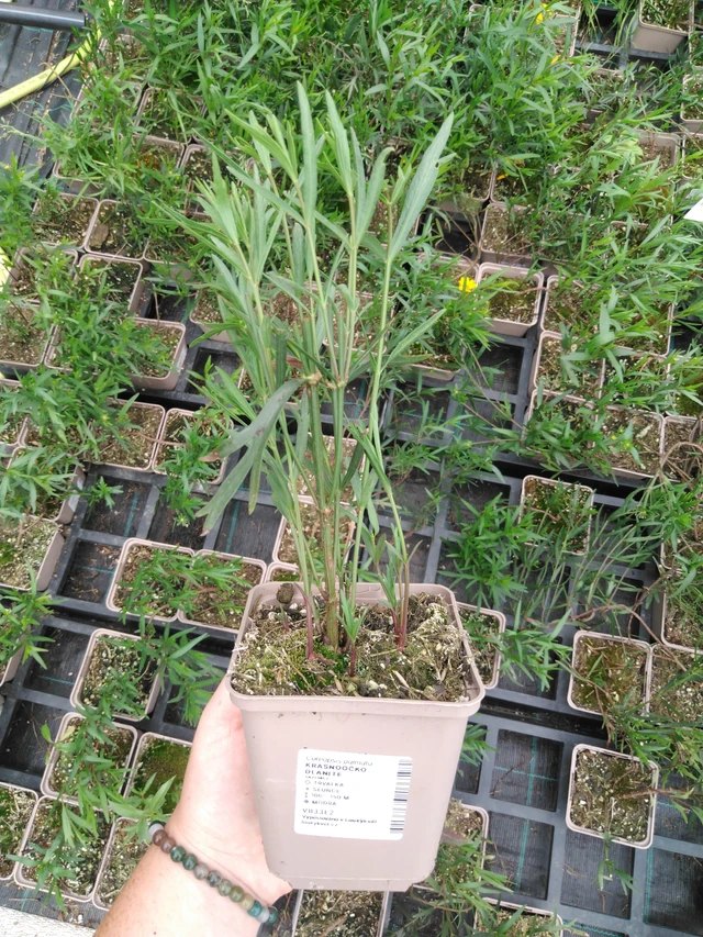 Coreopsis palmata - 2024