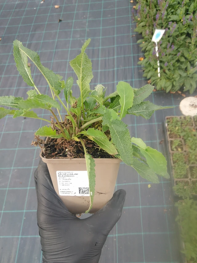 Salvia hajní Blauhügel - 13. 10. 2025