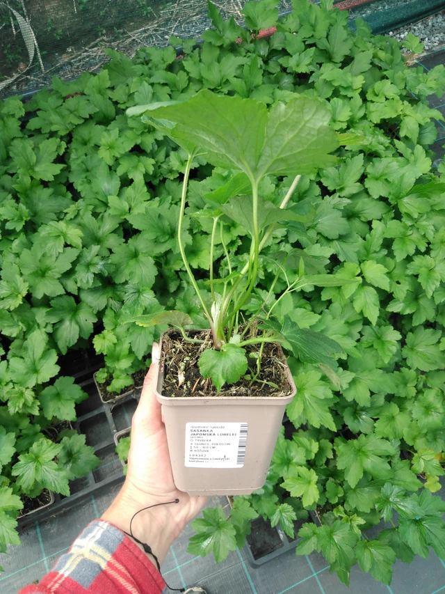 Sasanka japonská Lorelei - 2024