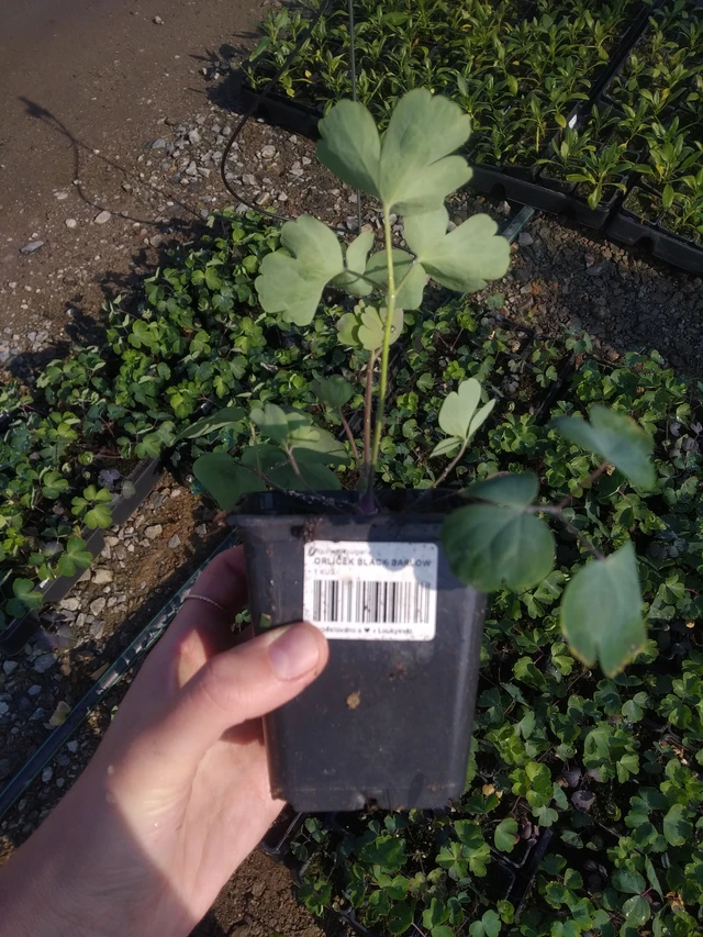 Akvileija Black Barlow - 2024