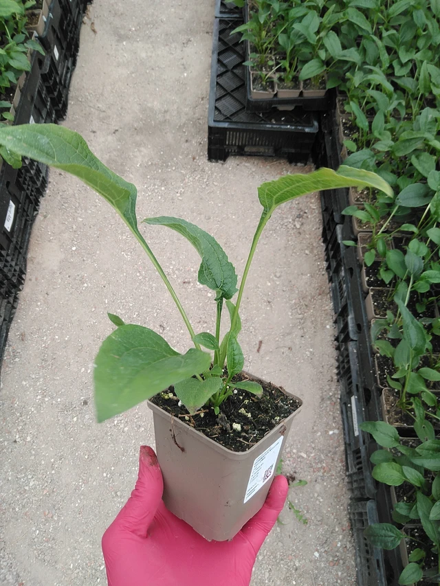 Echinacea Mellow Yellows - 29. 7. 2025