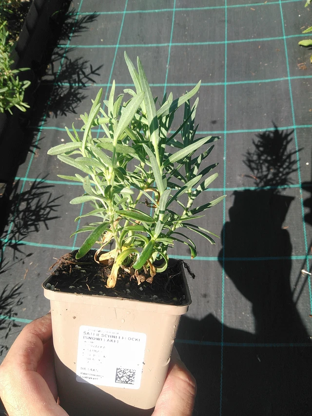 Morsiusharso Schneeflocke (Snowflake) - 30. 6. 2025