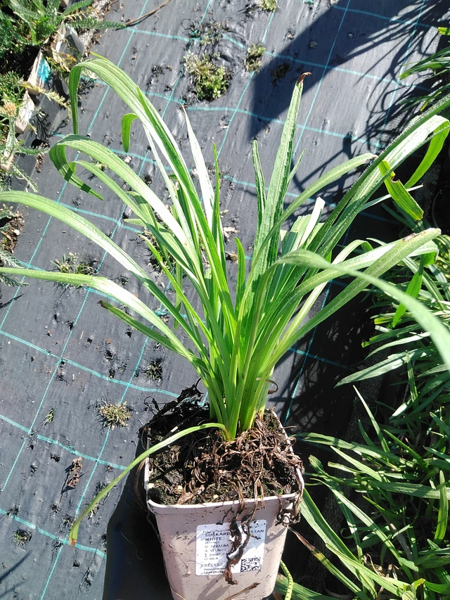 Liatris Floristan White - 19. 8. 2025