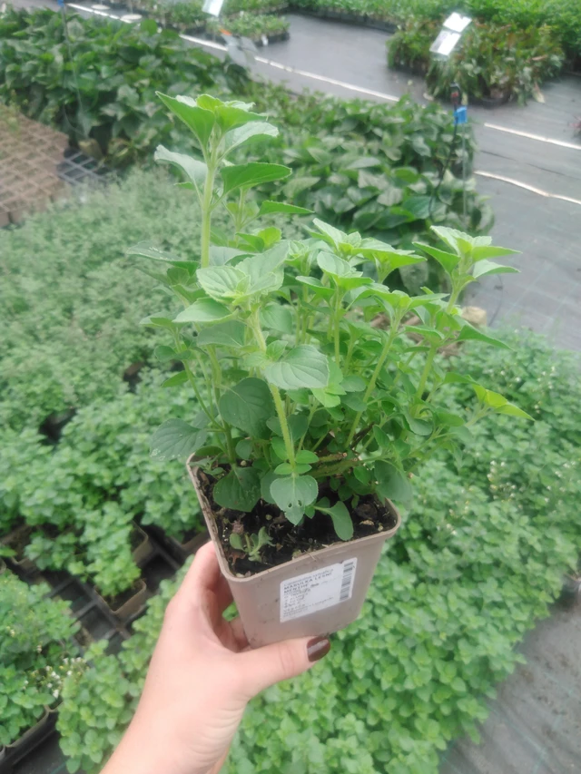 Myskimalva Menthe - 2024