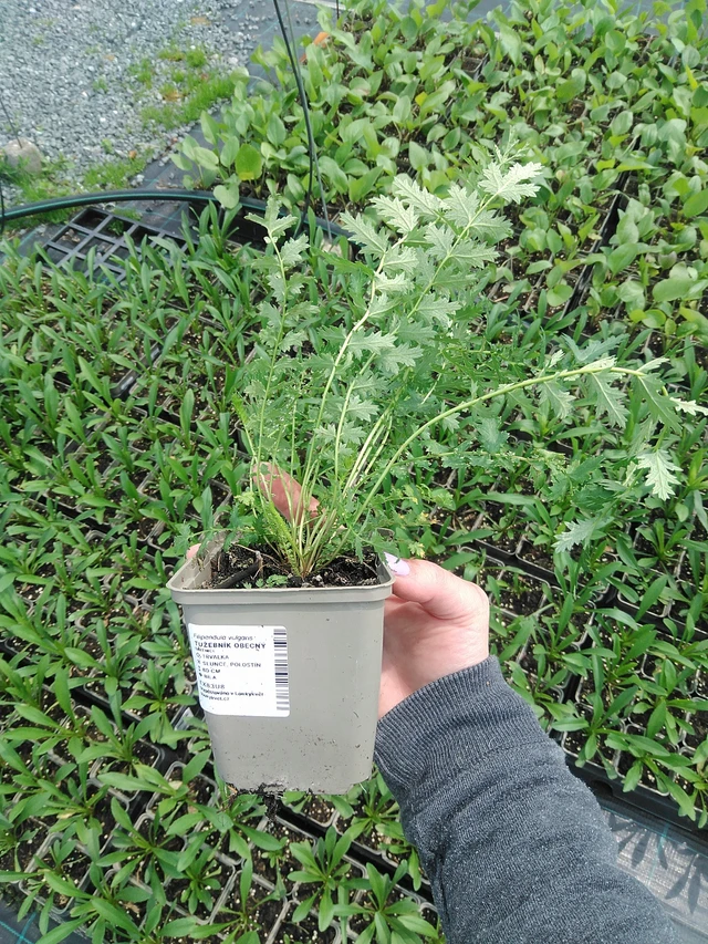 Filipéndula común - 9. 6. 2025