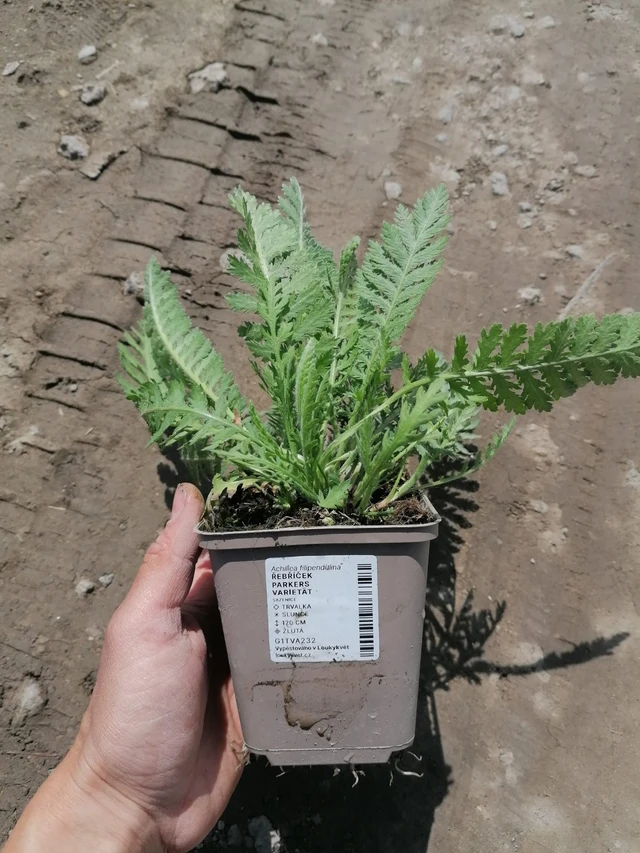 Achillée Parkers Varietät - 2024