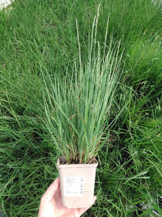 Nurmilauha Heidebraut - 2024