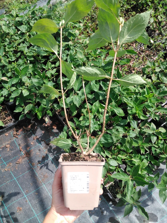 Hortensia Grandiflora - 2024